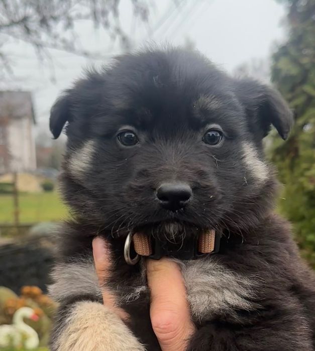 Цуценята в добрі руки