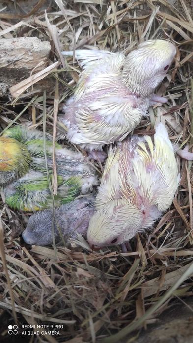 Pyrruras e rosicoller para criar á mão