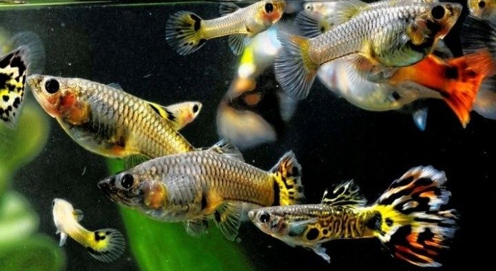 Рибки акваріумні