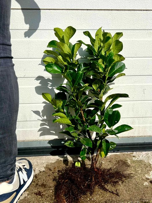 laurowiśnia Elly, Etna, Novita, Caucasica, sadzonki 25-80cm, kopane