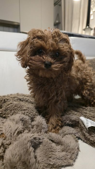 Cavapoo F1b sunia