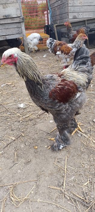 Galos Brahma (light azul, red pyle, perdiz azul)