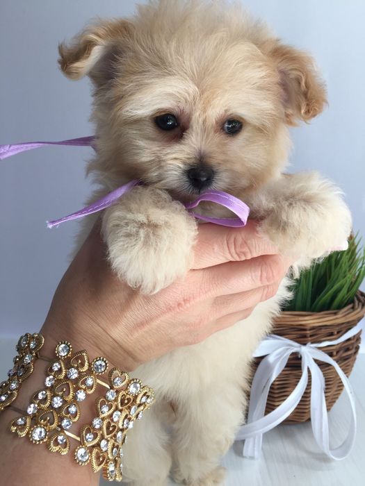 Помапу неймовірні дівчатка