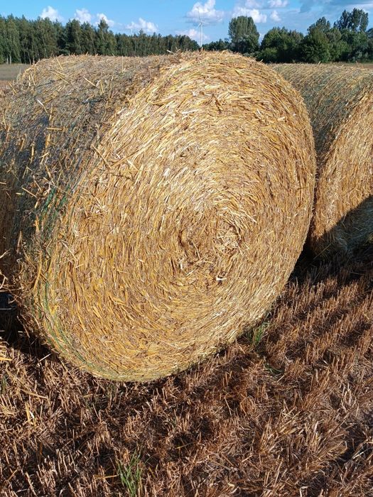 Słoma w balotach 150/120