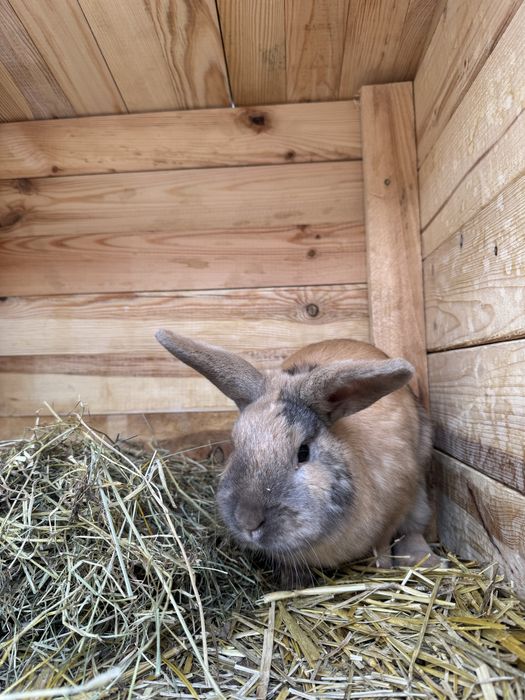 Samce miniaturki młode