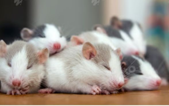 Крисята декоративні малюки