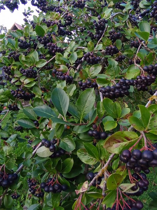 Aronia  ostatnia w sezonie