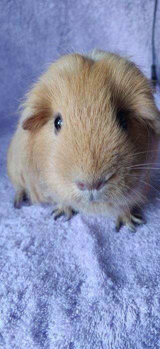 Морська свинка, селф крем,самка