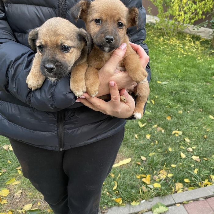 Собачка, дівчинка  ( без породи)