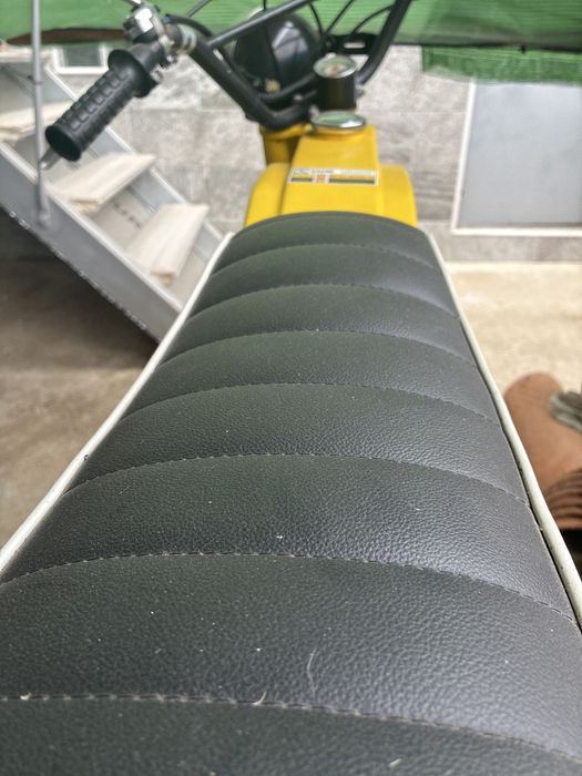 Sachs andorinha amarela