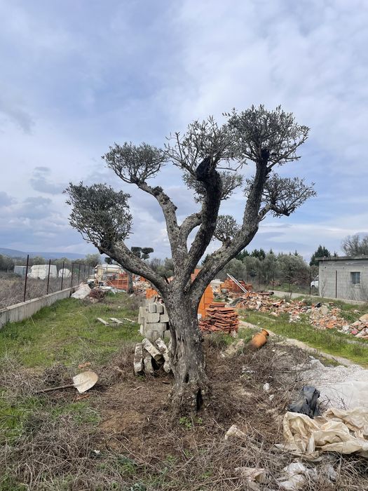 Oliveira Centenária 1,51m Diâmetro Tronco – Porte Monumental - Norte