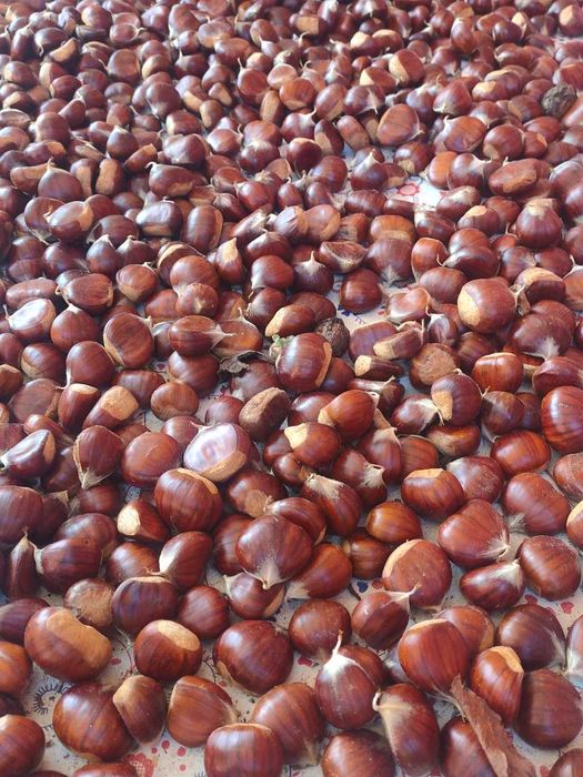 Vendo castanhas
