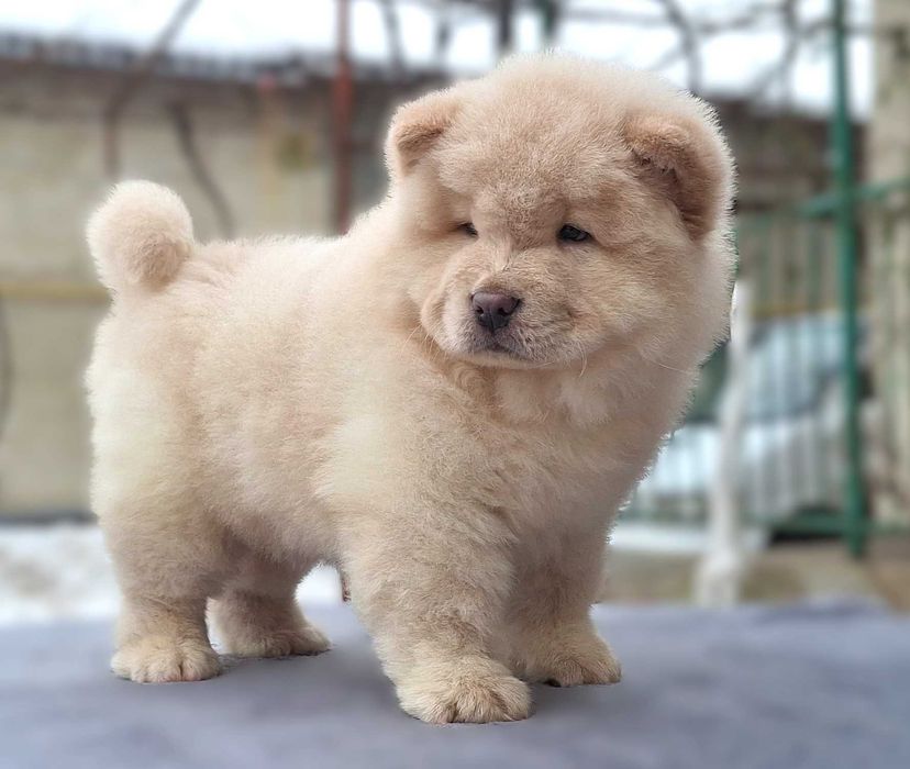 Пропонуємо цуценят чау-чау.