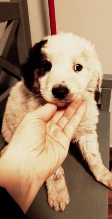 Piesek mix labrador border coli