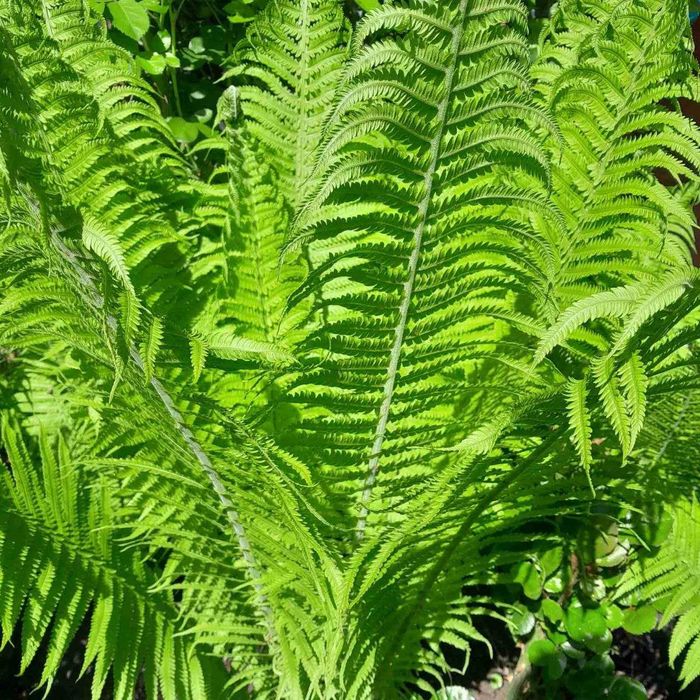 Папороть декоративна садова