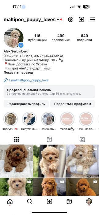 Мальтипу ф2 ред браун дівчинка