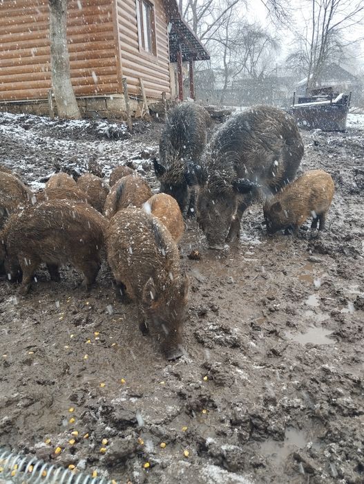 Продаються дорослі самки, кабан