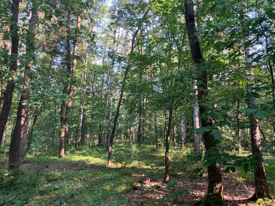 Na sprzedaż działka leśna - Widok 3