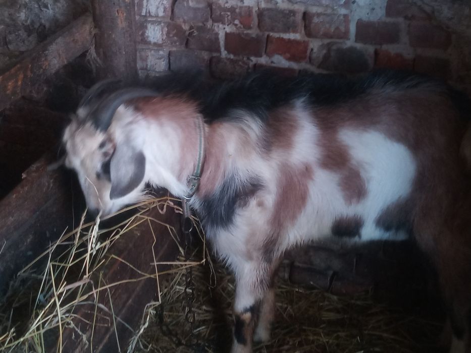 Козел 10міссців нубієц