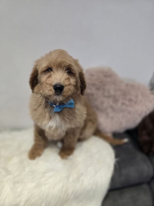 Goldendoodle f1 standard