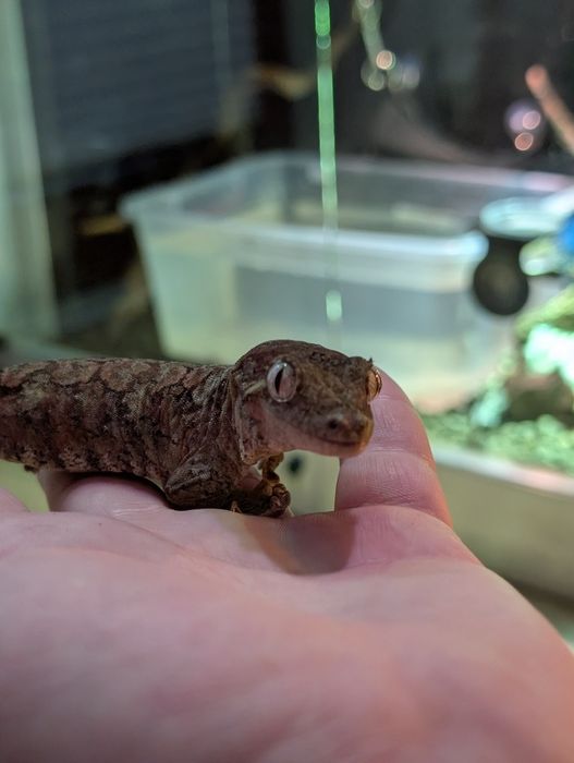 Para gekonów omszałych