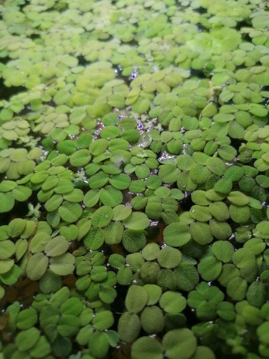 Salwinia szybko rosnąca roślina pływająca