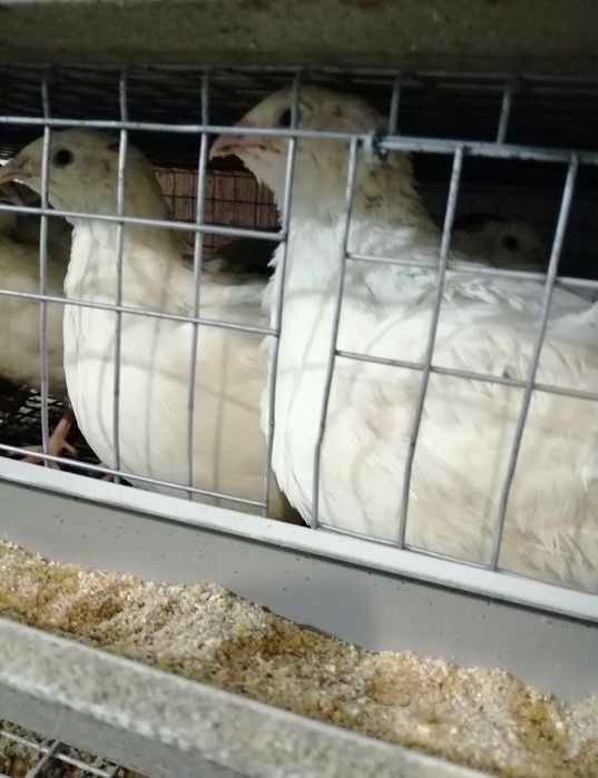 Продам перепела ( девочки).