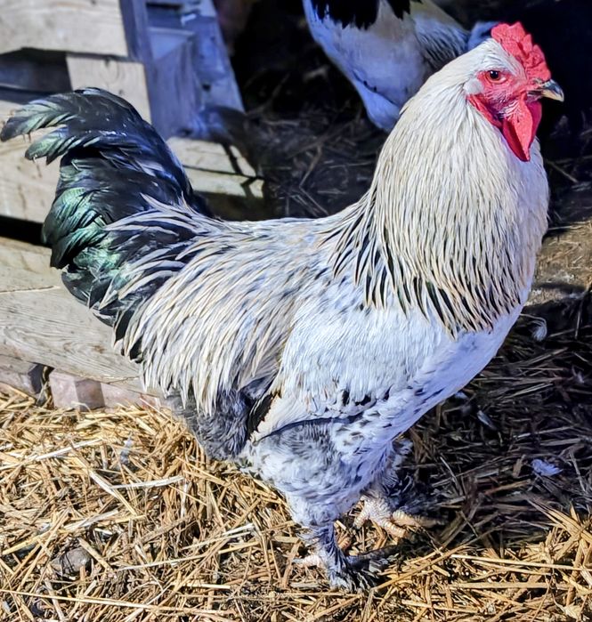 Sprzedam ptaki ze zdjęć