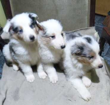 owczarek szkocki coli