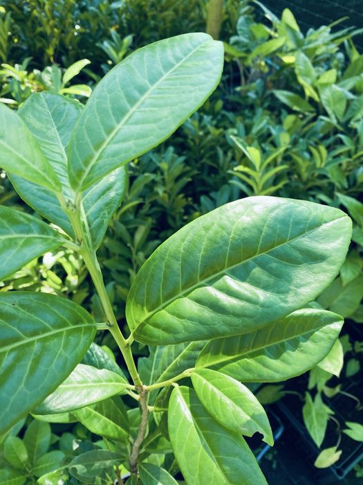 Lauros para sebes e vedacoes vaso 1L