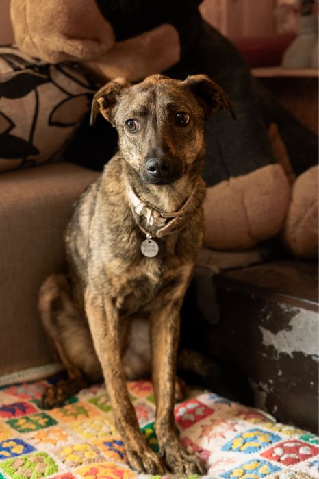 Собака врятована з херсона