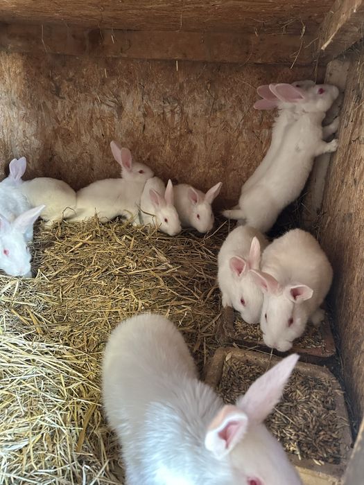 sprzedam kroliki termandzkie