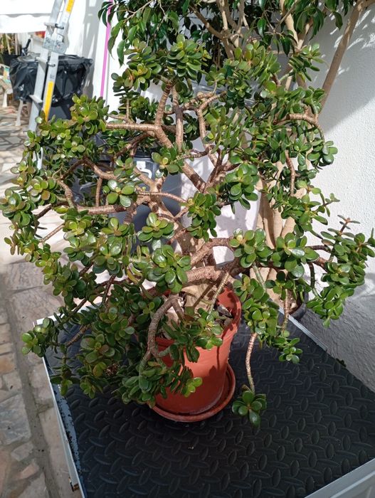 Crassula ovata minor