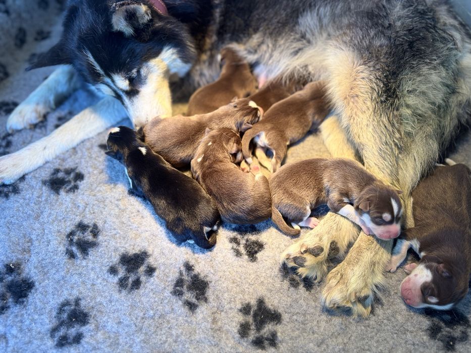 Syberian husky piesek