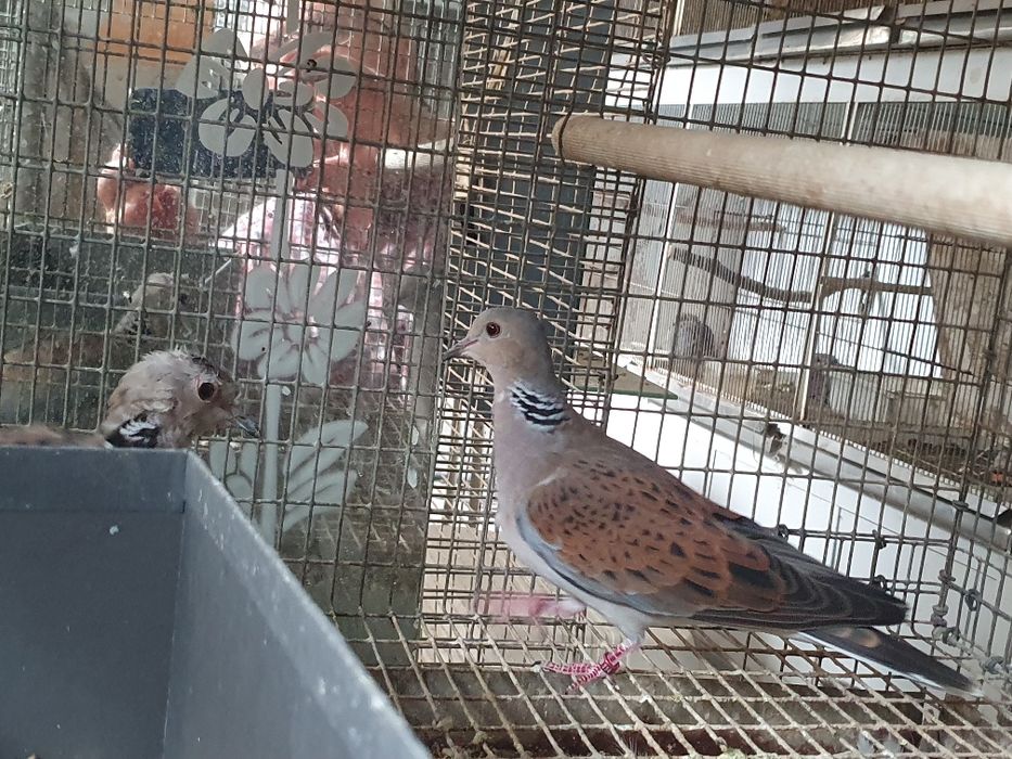Rolas Streptopelia turtur  casal do ano 2025 com certificado sexagem