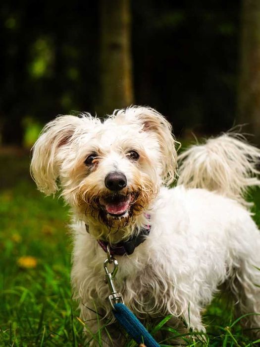 Mały biały Max w typie bolończyk, bichon, pudel