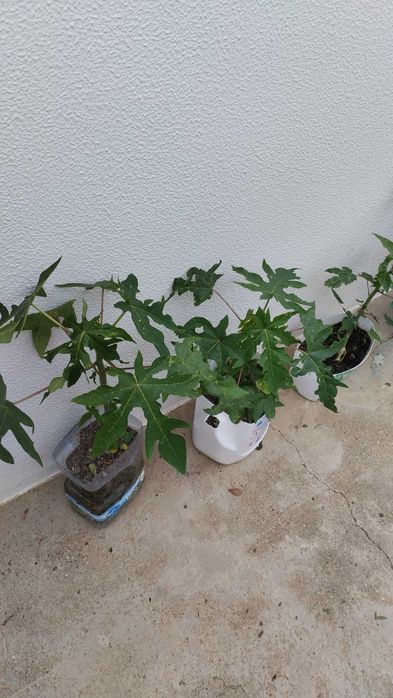 Lindas plantas de mamão