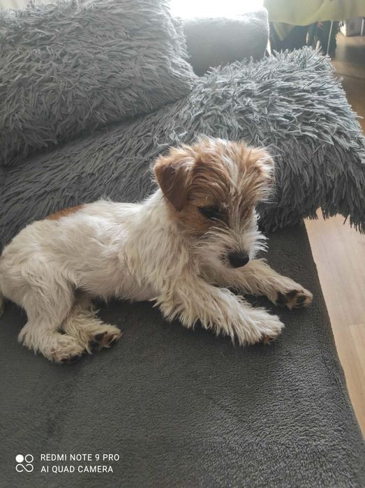 Suczka Jack Russell terrier