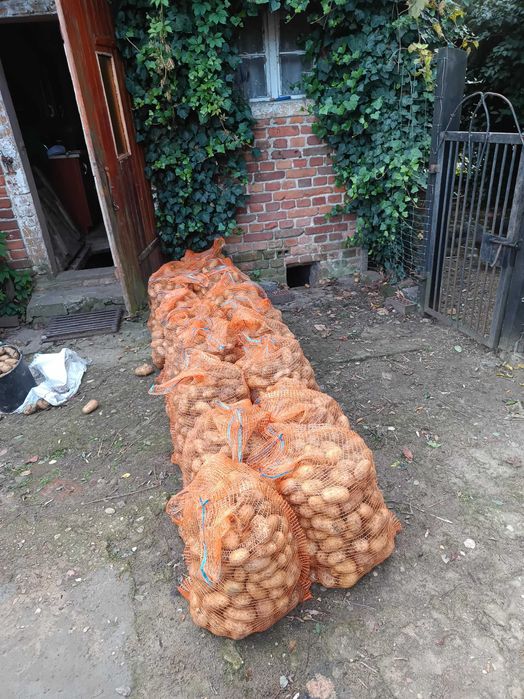 Ziemniaki jadalne bez nawozów