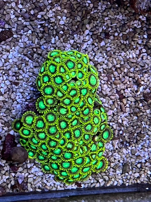 Zoanthus  radioactive