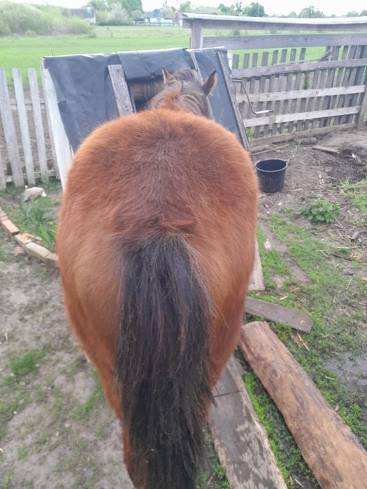 Продаю кобилка  спокіна