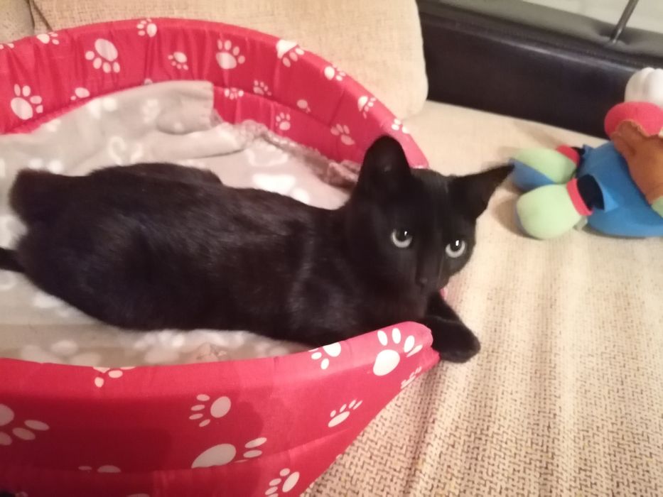 Oláááá...Somos lindos gatinhos, para adoção responsável, com carinho.