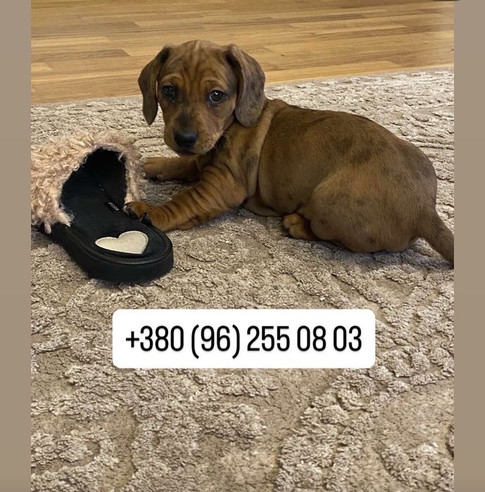 Цуценя мраморної такси, дівчинка