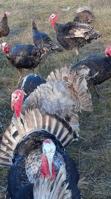 Інкубаційні індичі яйця