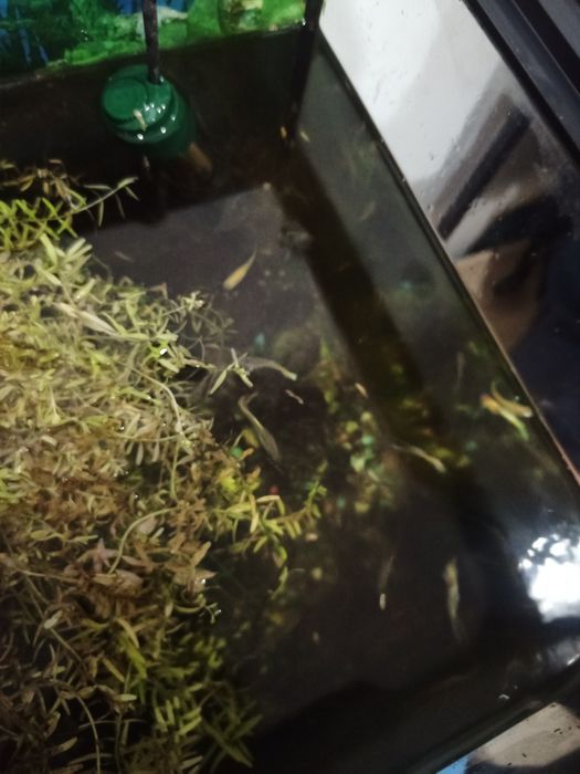 Aquário 60lts con plantas e peixes