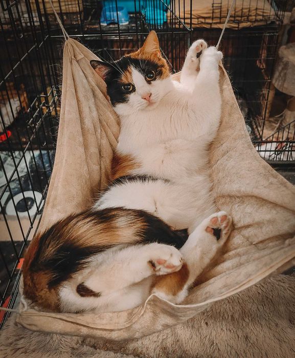 Ok. 3 letnia piękna Artemida szuka domu