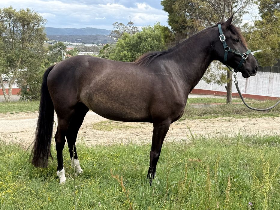 Cavalo Lusitano 8 anos