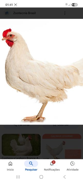 Casal galinhas legorne