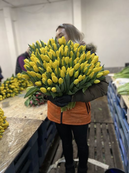 Заголовок: Тюльпани оптом Ужгород | Місцевий тюльпан | Голландський