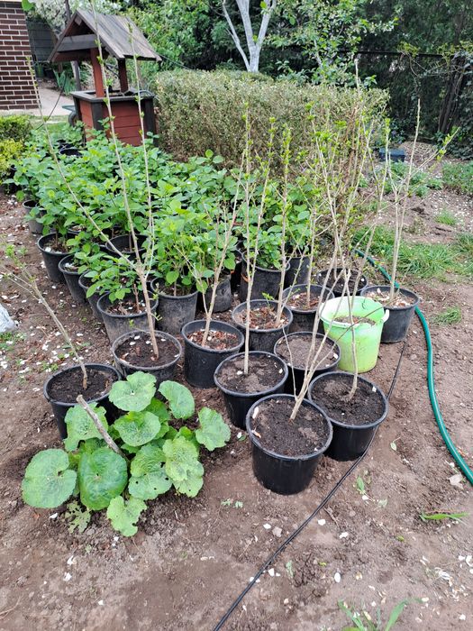 Hortensja, datury, miliny, kwiaty ogrodowe